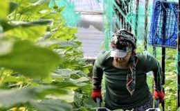 Günlük yevmiye 666 TL! Çalıştıracak elaman bulamıyorlar… “750 TL dahi verenler var”