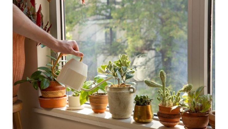 Evinize renk katacaklar! Evde bakabileceğiz fazla bakım istemeyen 10 bitki…