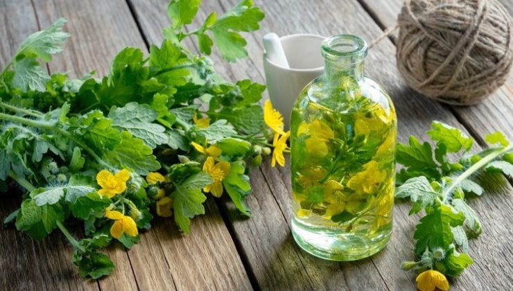 Mitolojik ve folklorik hikayelerde adı geçiyor! Kırlangıç otunun şaşırtan faydaları….