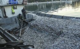 3 balıkçının ölümüne neden olduğu iddia edilmişti! Hamsi gazı var mı?