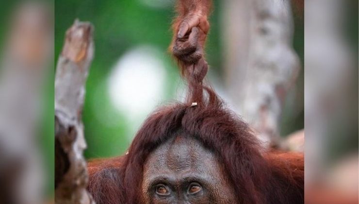 Primatlar birbirleriyle 13 milyon yıldır şakalaşıyor