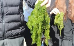 İzmir Körfezi’nde bolca bulunuyor: Türk mutfağına kazandırılacak