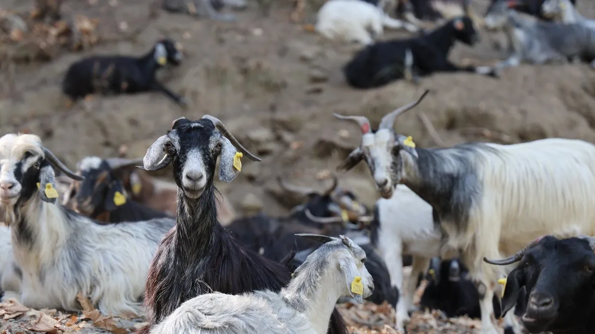 Keçilerin hareketlerine bakıyor: Hava durumunu söylüyor!